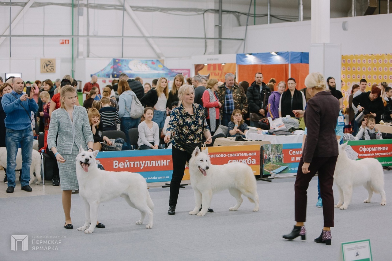 Долгожданная встреча с хвостатыми друзьями: на «Пермской ярмарке» пройдет выставка DOG FEST